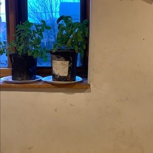 Meet your Posher, Bridget